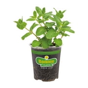 Bonnie Plants Sweet Mint 19.3 oz.