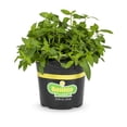 thumbnail image 1 of Bonnie Plants Sweet Mint 2.32 qt., 1 of 10