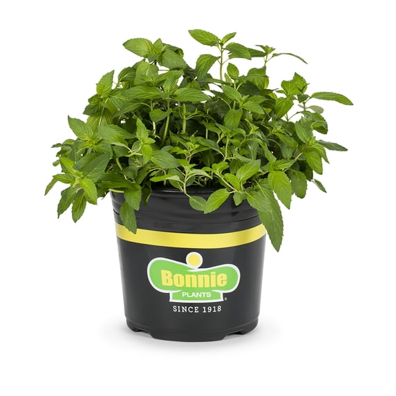 Bonnie Plants Sweet Mint 2.32 qt.