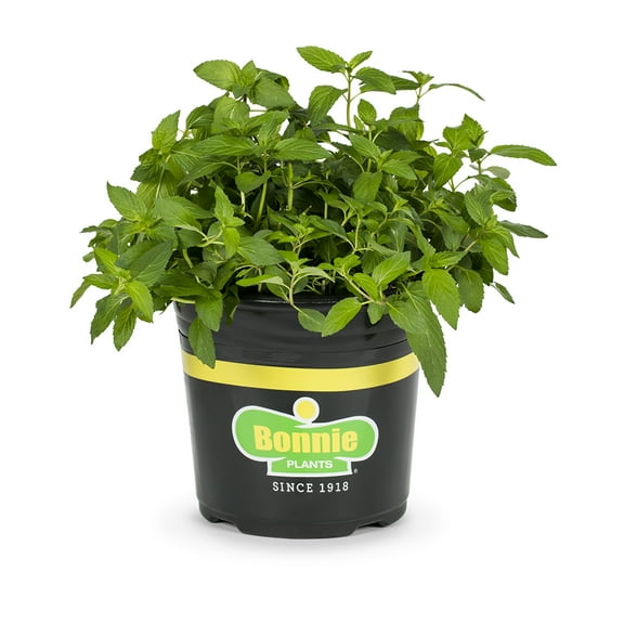 Bonnie Plants Sweet Mint 2.32 qt.