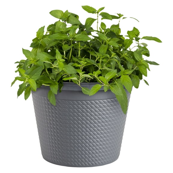 Bonnie Plants Sweet Mint 8 in. Green Herb in Round Pot, Fragrant Leaves