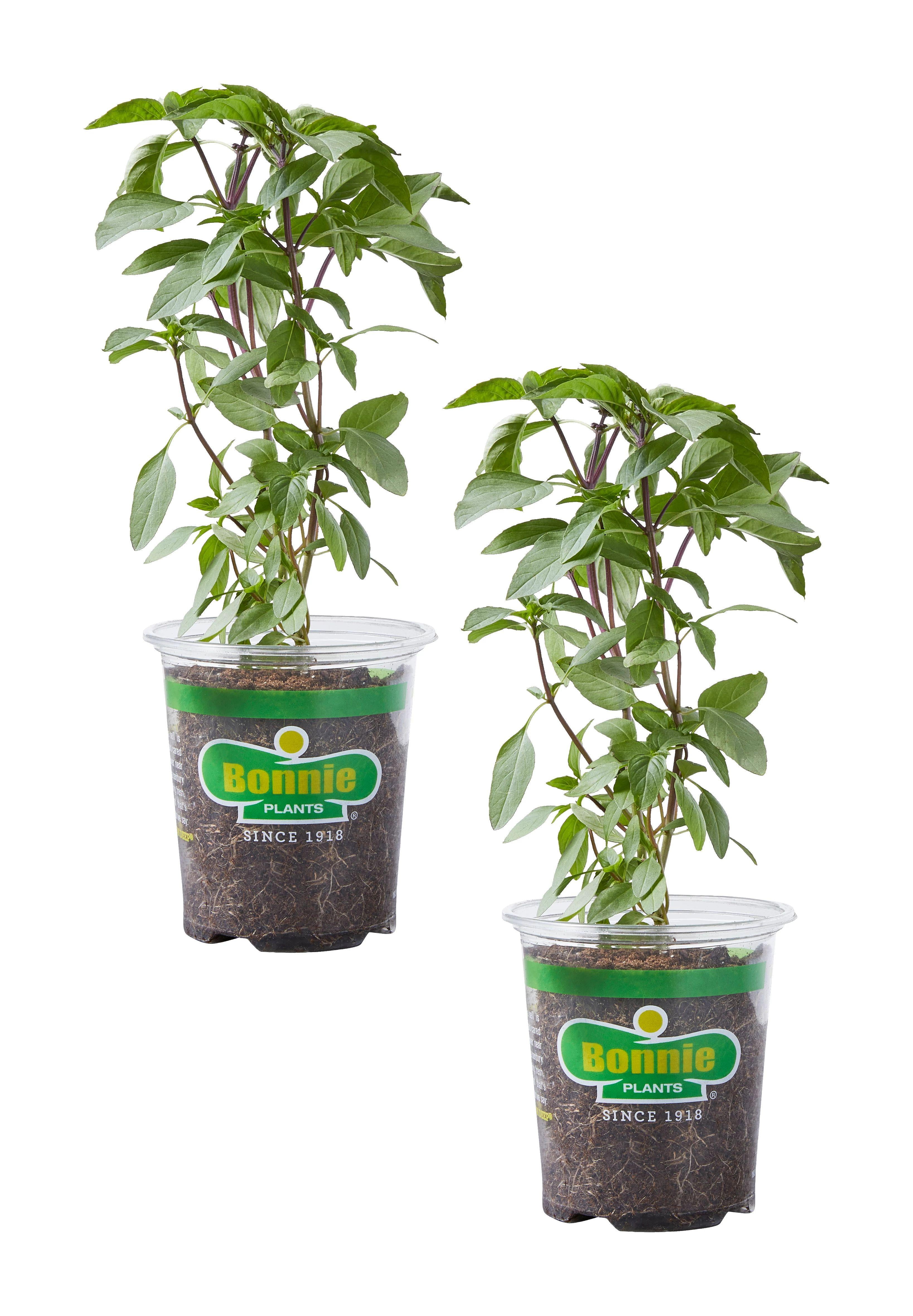 Bonnie Plants Thai Basil 19.3oz. 2-Pack Live Plants