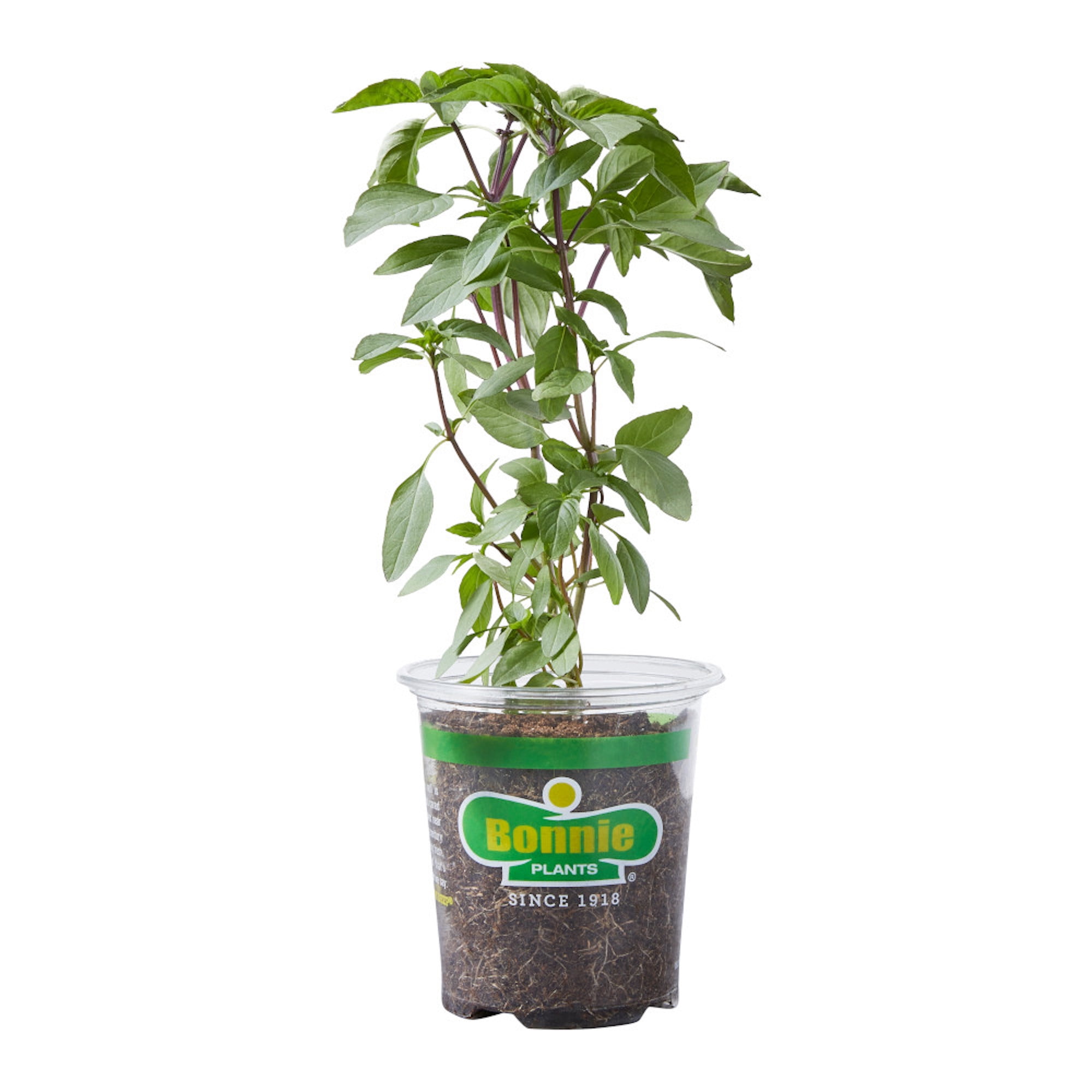 Bonnie Plants Thai Basil Live Plants