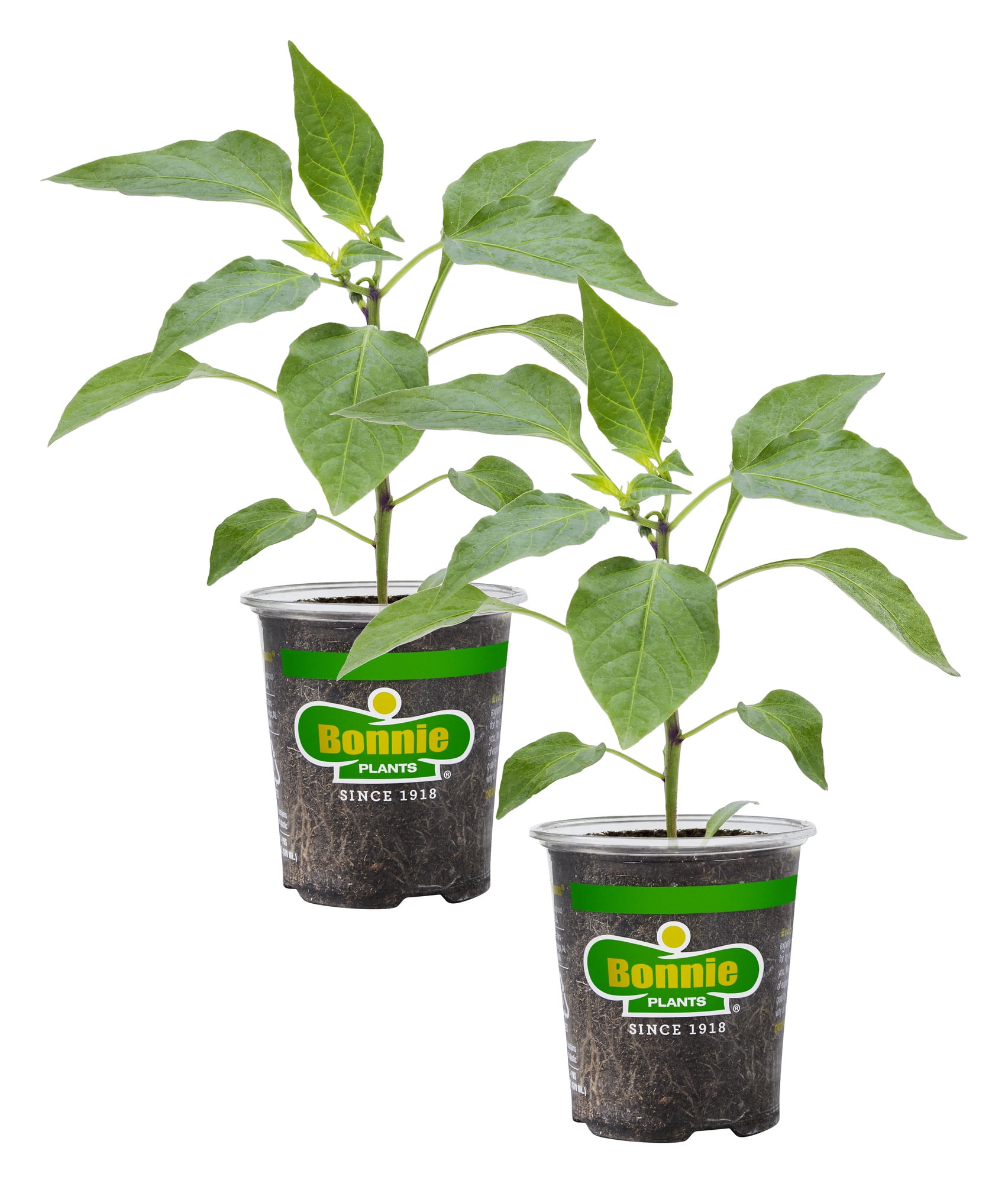 Bonnie Plants Thai Ornamental Hot Pepper, 19.3 oz., 2-Pack, Live Plants