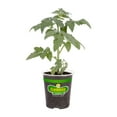 thumbnail image 1 of Bonnie Plants Tomato San Marzano,Disease resistant, 1 of 6