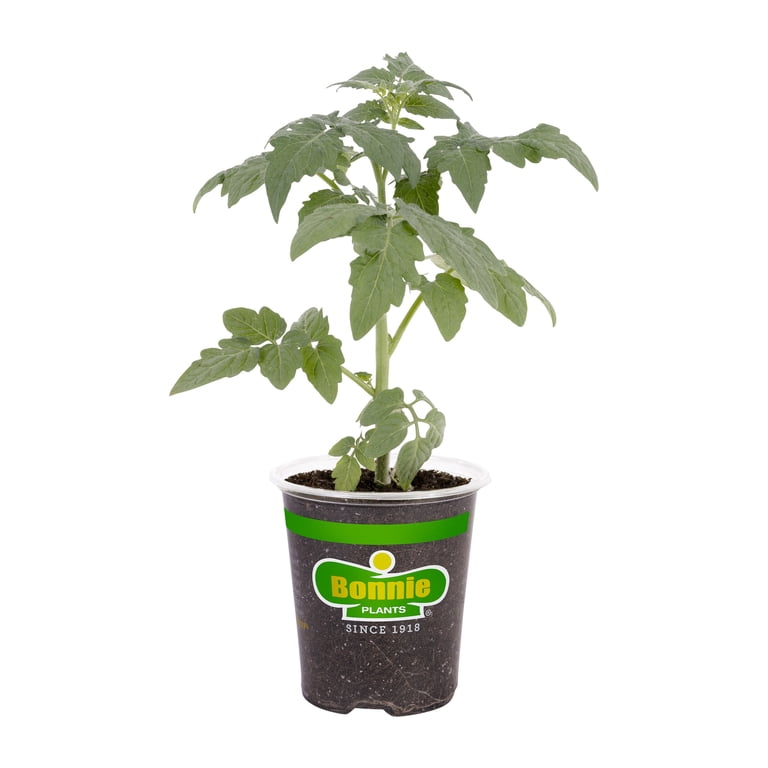 Bonnie Plants Tomato San Marzano,Disease resistant - Walmart.com Bonnie Plants Tomato San Marzano,Disease resistant - Walmart.com