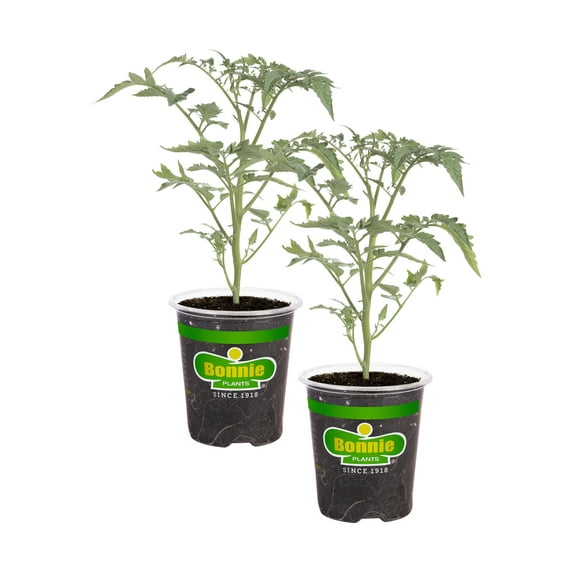 Bonnie Plants Yellow Cherry Tomato 19.3 oz. 2-Pack