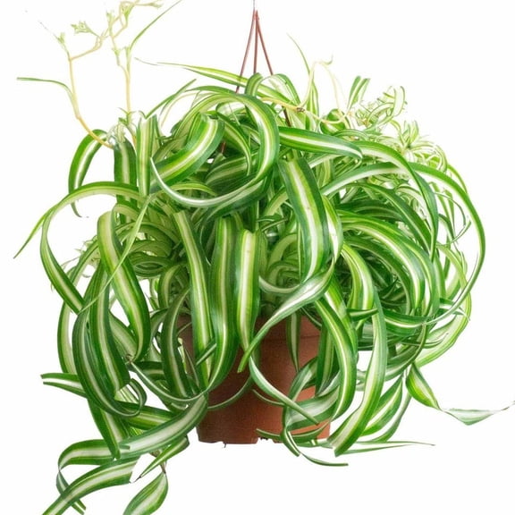 Bonnie Spider Plant Hanging Basket - Live Plant in a 6 Inch Hanging Basket - Chlorophytum Comosum 'Bonnie' - Nature's Curly Green Symphony for Your Home