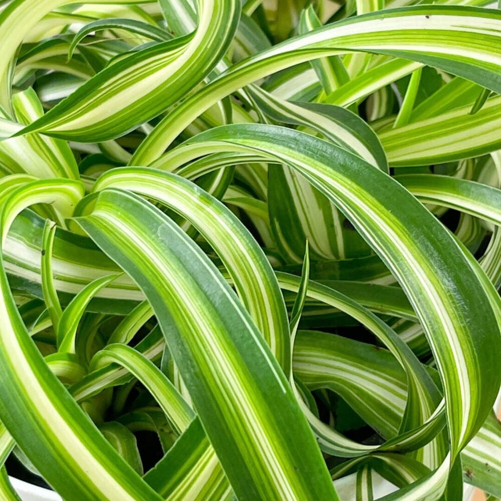 Bonnie Spider Plant Hanging Basket Live Plant in an 8 Inch Hanging