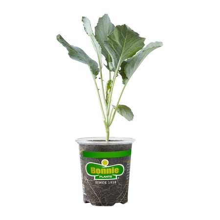 Bonnie's Choice Collard Greens 4.5-inch