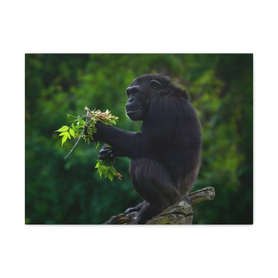 Bonobo Hunting Bonobo on Hunt Print Animal Wall Art Wildlife Canvas Prints Wall Art Ready to Hang Unframed