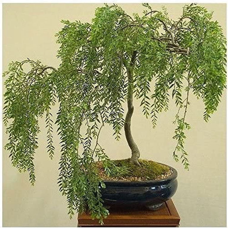 large hanging pots for plants Metal Wrought Iron Large Hanging Flower Planter Basket Rust Large main image 0