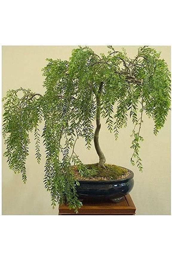 Bonsai Australian Willow Tree Cutting - Large Thick Trunk Root Stock - One Live Indoor/Outdoor Bonsai Tree - Shipped Bare Root, No Pot or Soil Included
