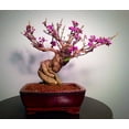 thumbnail image 1 of Bonsai Beauty Berry - Callicarpa Americana - 20 Seeds - Non-GMO Seeds, Shipped from Iowa. Made in USA. Fruit Bearing Bonasi, 1 of 3