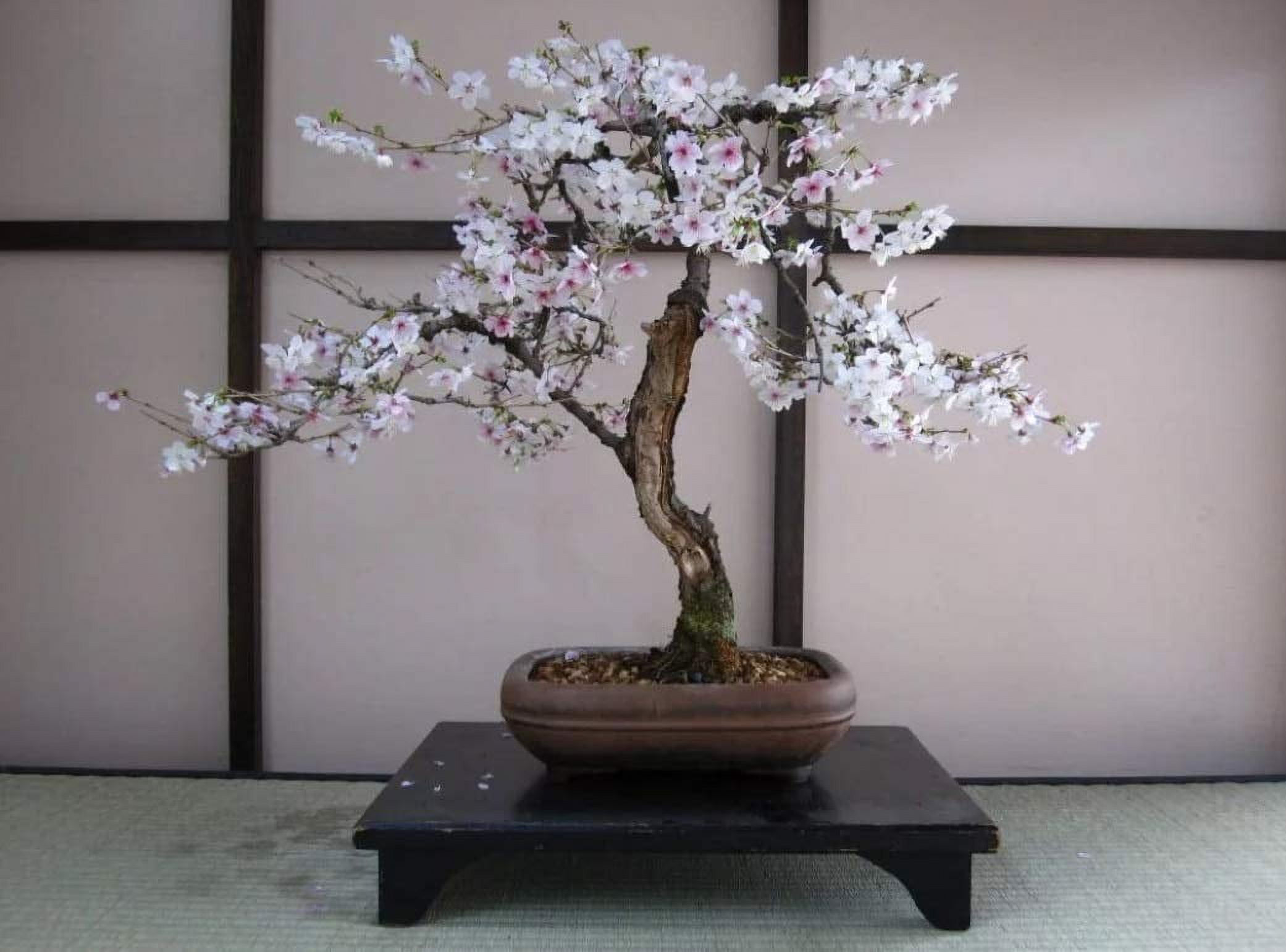 Bonsai Black Cherry Tree OIF8 Seeds 20 Seeds Grow a Fruit Bearing