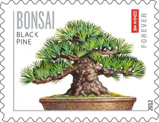 Bonsai Black Pine Canvas Art - US POSTAL SERVICE (22 x 28)