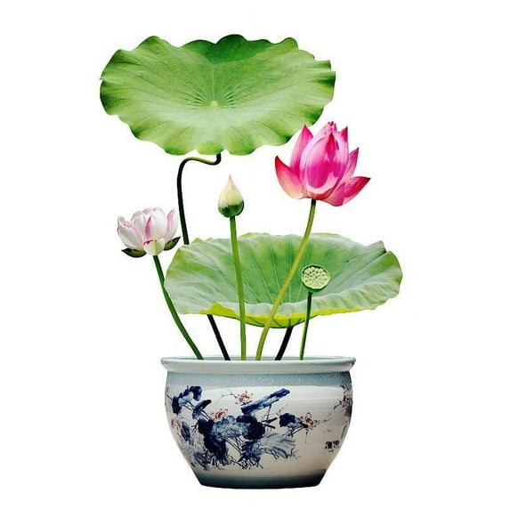Bonsai Bowl Lotus Seeds, Water Lily Flower Plant Seeds, Ornamental Courtyard Finest Viable Mixed Colors Aquatic Water Features Seeds, Home Garden Yard Farm Pond Decoration (10)