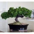 thumbnail image 1 of Bonsai Boy Preserved 8"-10" Monterey Juniper Artificial Tree in Black Ceramic Pot, 1 of 1