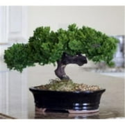 Bonsai Boy Preserved 8-10 Monterey Juniper Artificial Tree in Black Ceramic Pot