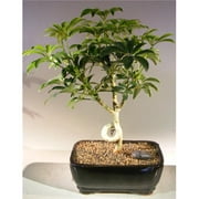 Bonsai Boy a1010 Hawaiian Umbrella Bonsai Tree - Arboricola Schefflera Luseanne - Medium