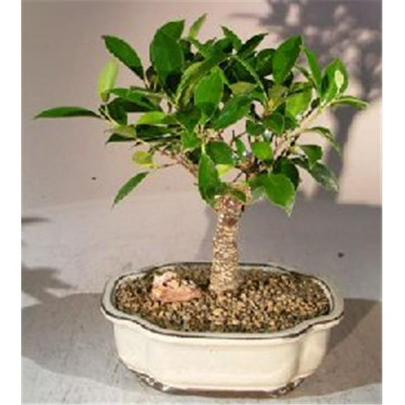 Bonsai Boy a1028 Ficus Retusa Bonsai Tree - Ficus Retusa - Medium