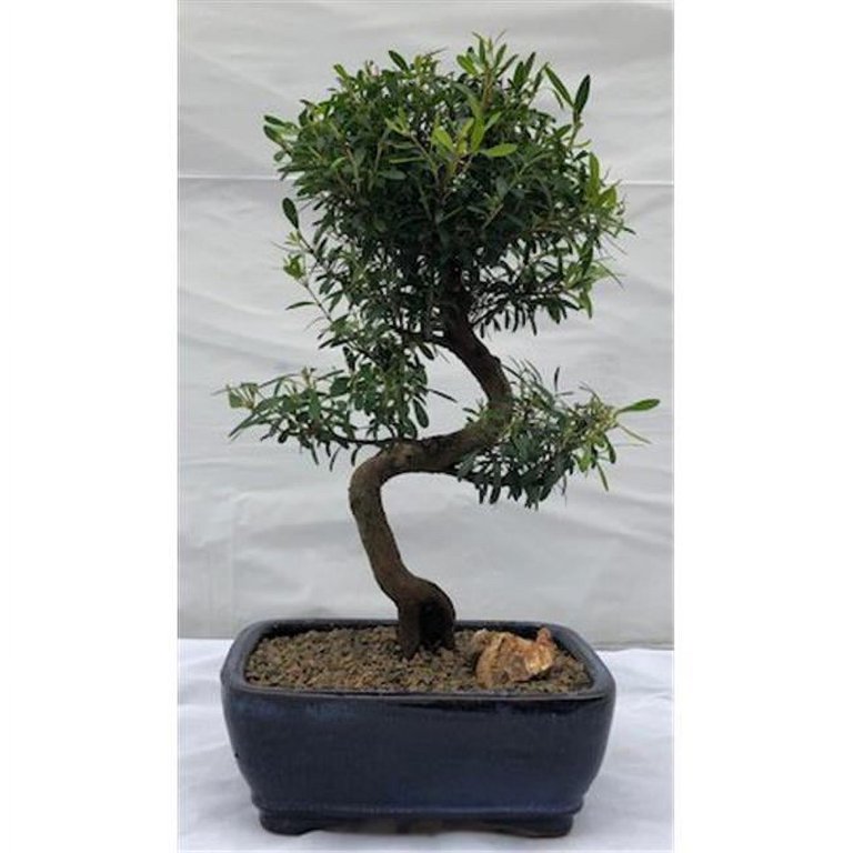 Bonsai Boy b2031 Flowering Chinese Myrtle Bonsai Tree - Curved Trunk Style  - Myrtus Communis Compacta - Walmart.com
