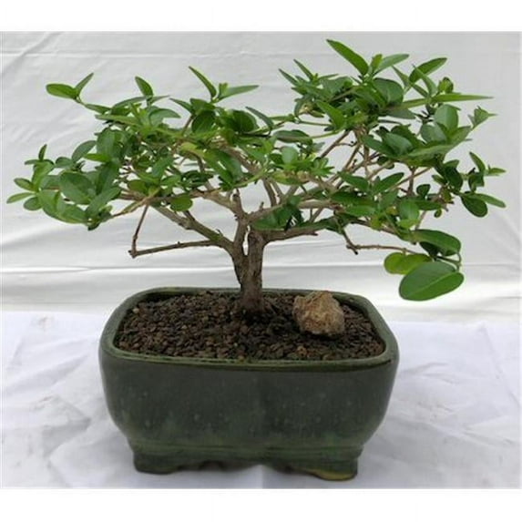 Bonsai Boy b2033 Flowering Premna Bonsai Tree - Premna Obtusifolia - Small