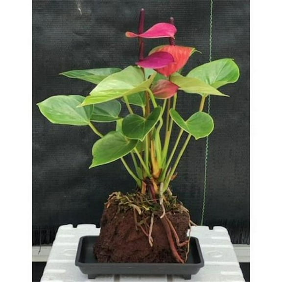 Bonsai Boy b2038 Flowering Anthurium Andraeanum Hawaiian Lava Rock Small Talk Tree, Purple