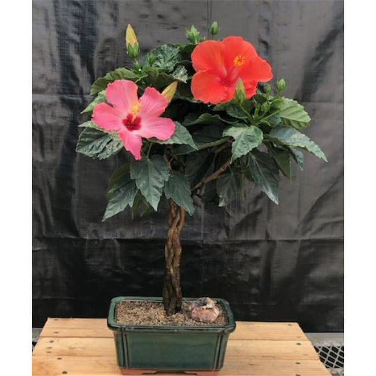 Bonsai Boy b2047 Rosa Sinsensis Flowering Tropical Hibiscus Braided Trunk Tree, Red & Pink