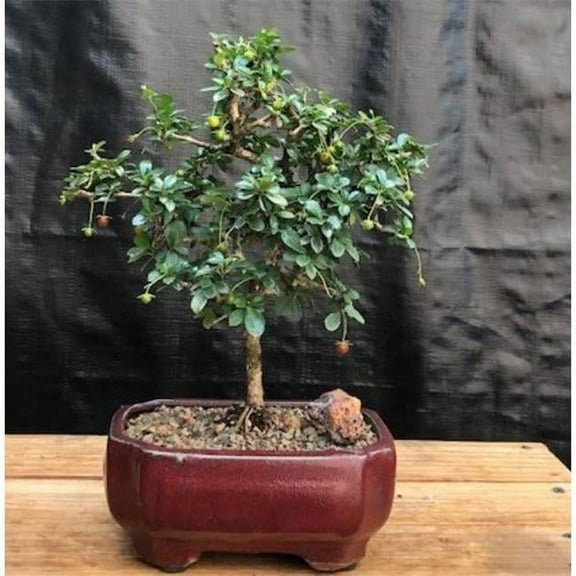 Bonsai Boy b2052 Flowering Fukien Tea Leaf Tree - Straight Trunk & Ehretia Microphylla - Small