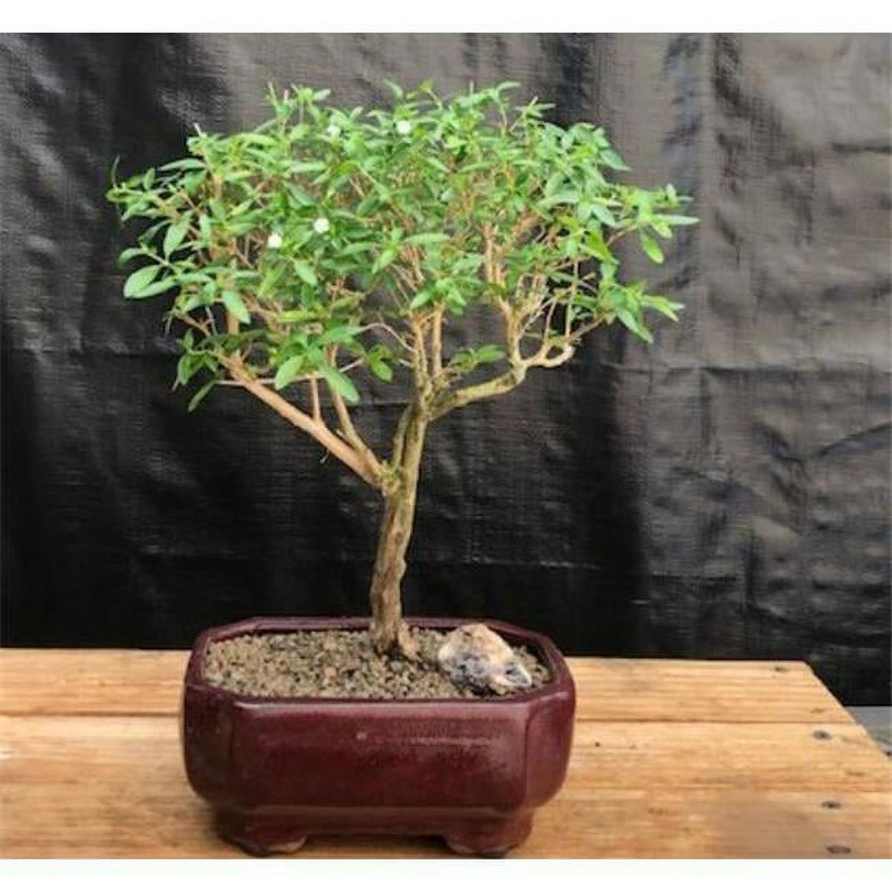 フィカス・ウンベラータ 8号 145cm S-shaped tree form Lifetime Adventure Castle: Outdoor Playset for Kids - Shop