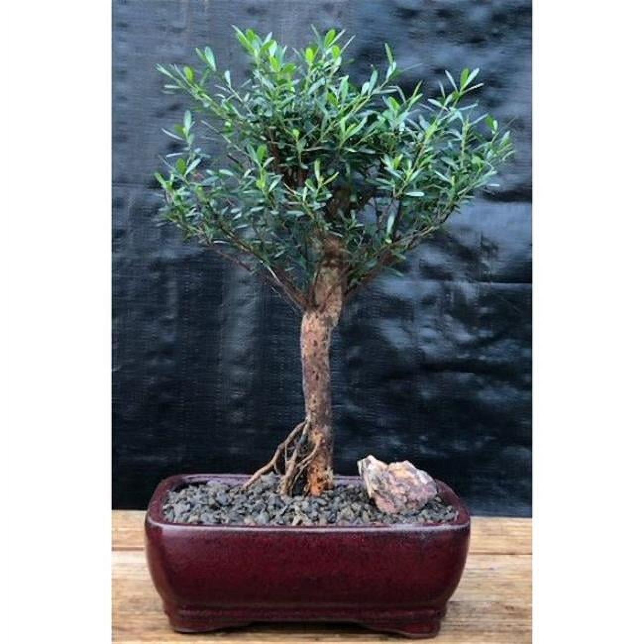 Bonsai Boy b2054 Flowering Chinese Myrtle Tree - Myrtus Communis Compacta