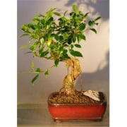 Bonsai Boy c1218 Ficus Retusa Bonsai Tree - Curved Trunk Style - Medium