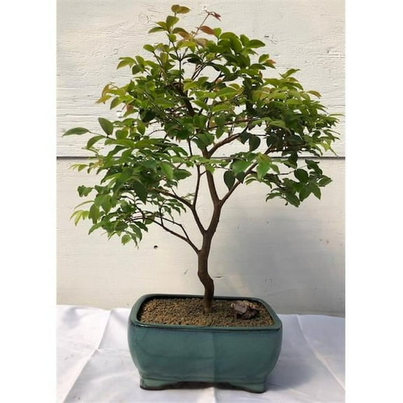 Bonsai Boy c1266 Flowering Jaboticaba Bonsai Tree - Eugenia Cauliflora - Large