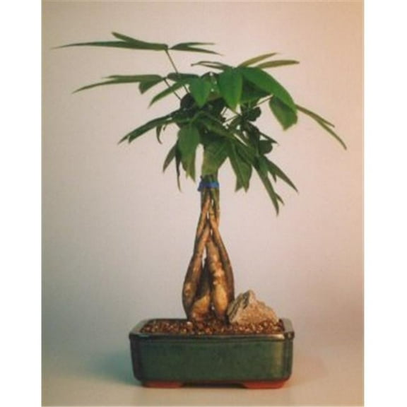 Bonsai Boy c1285 Braided Money Bonsai Tree with Good Luck Tree - Pachira Aquatica - Medium