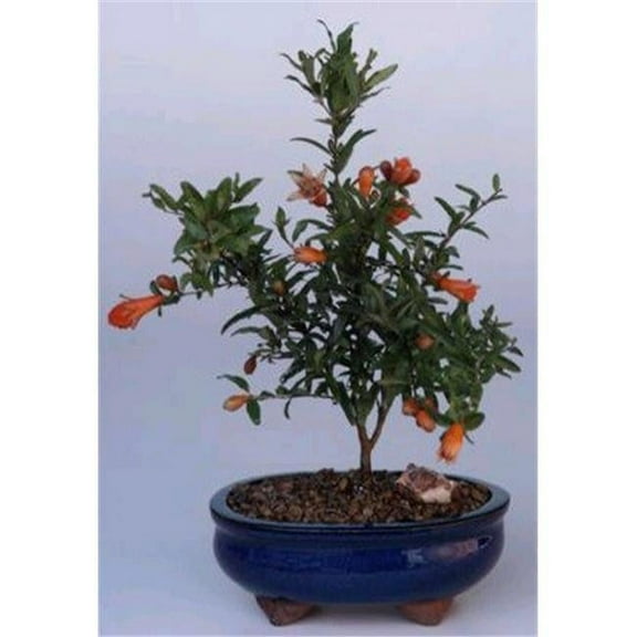 Bonsai Boy c1295 Flowering & Fruiting Dwarf Pomegranate Tree - Punica Granatum Nana - Small