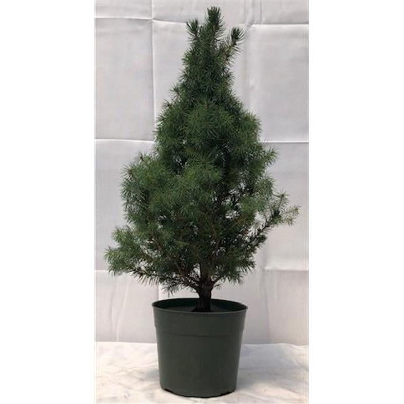 Bonsai Boy c2028 Pre Alberta Spruce Bonsai Tree - Picea Glauca Conica -  Walmart.com