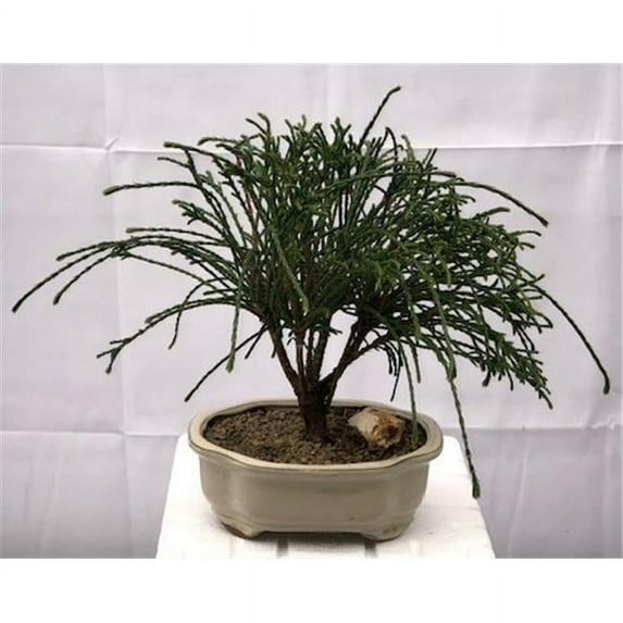 Bonsai Boy c2033 Western Red Cedar Bonsai Tree - Thuja Plicata Whipcord