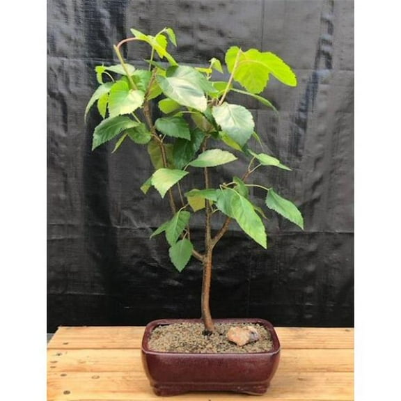 Bonsai Boy c2053 Betula Utilis Var Jacquemontii Barked Himalayan Birch Tree, White