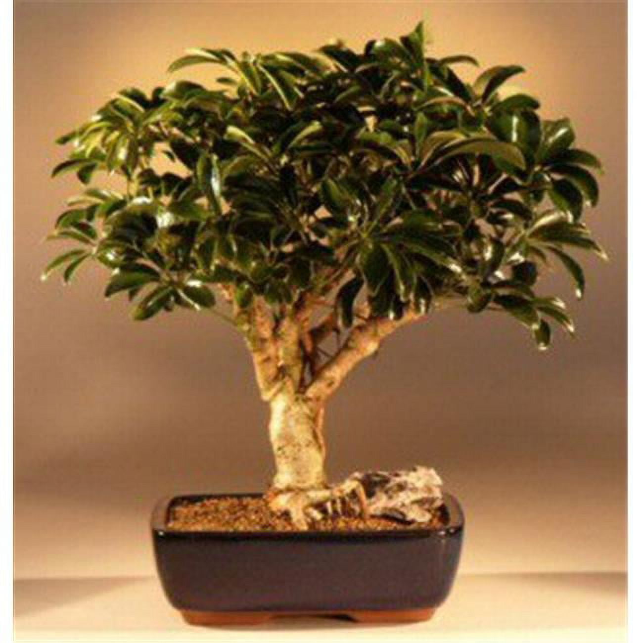 Arboricola Schefflera Bonsai Hawaiian Umbrella Bonsai Tree - 15 Year Old  Indoor Bonsai (14-16" Tall) Schefflera Arboricola Large Bonsai Plant