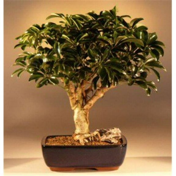 Bonsai Boy e1471 Hawaiian Umbrella Bonsai Tree - Arboricola Schefflera Luseanne - Large