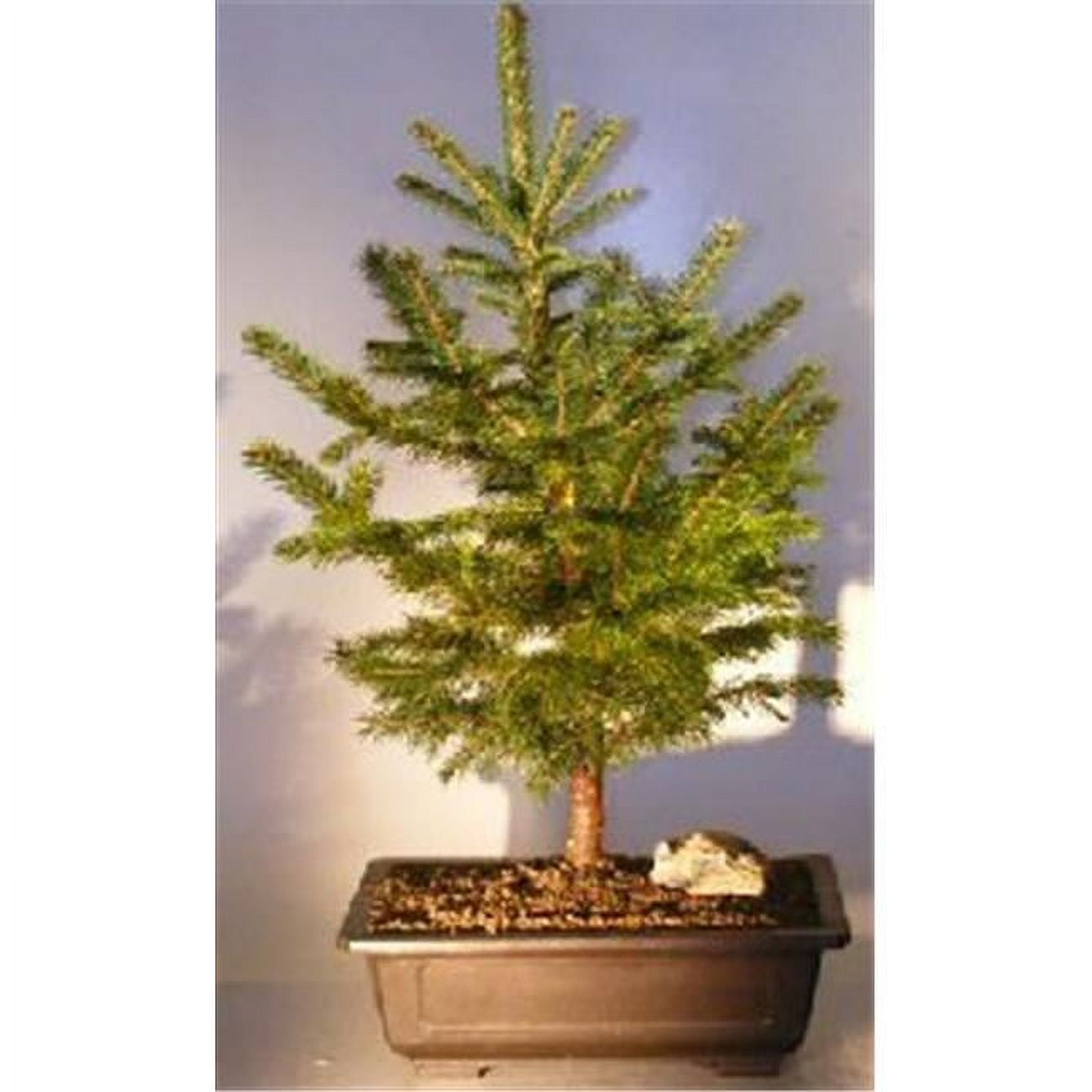 Bonsai Boy e1532 Colorado Blue Spruce Bonsai Tree - Picea Pungens - Large -  Walmart.com