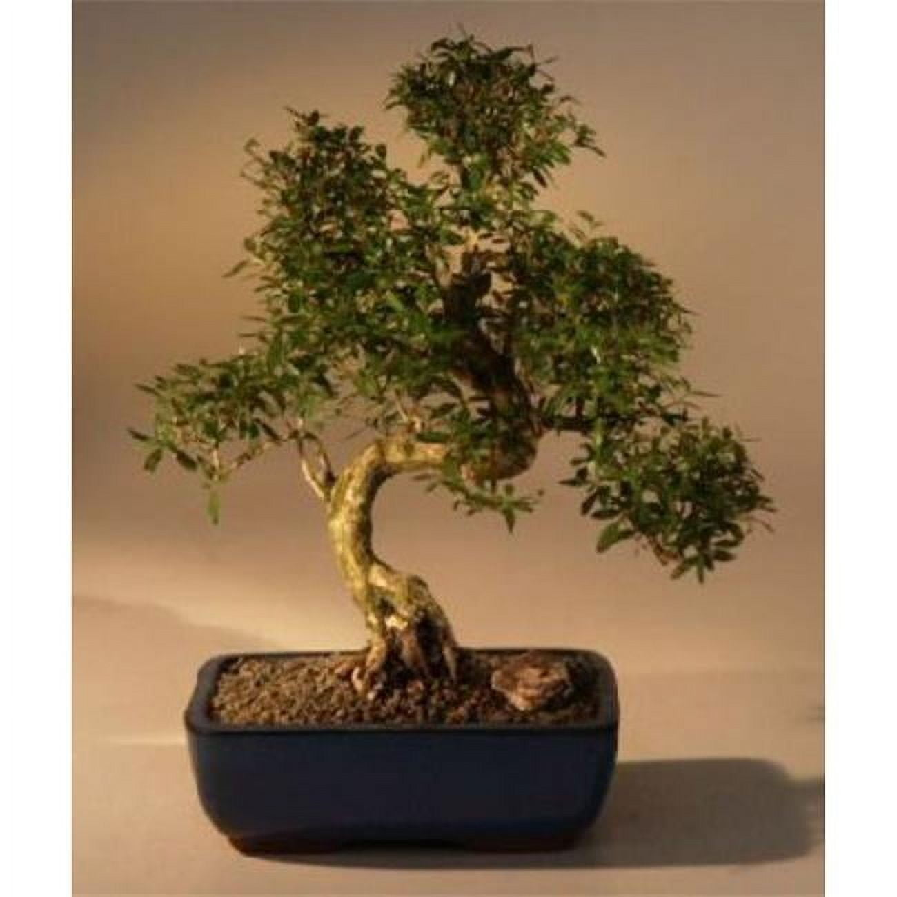 Bonsai Boy Indoor Chinese Flowering Serissa Japonica 'Tree