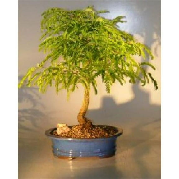 Bonsai Boy e1984 Flowering Tamarindus Indica Tree - Large