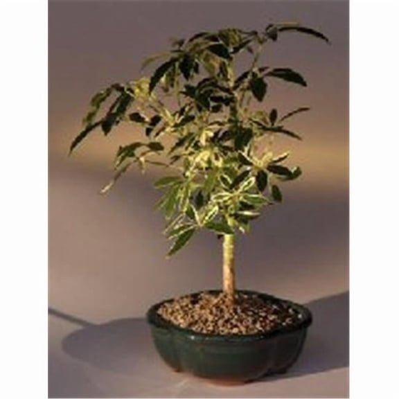 Bonsai Boy e2078 Golden Hawaiian Umbrella Bonsai Tree - Arboricola Schefflera Luseanne - Small