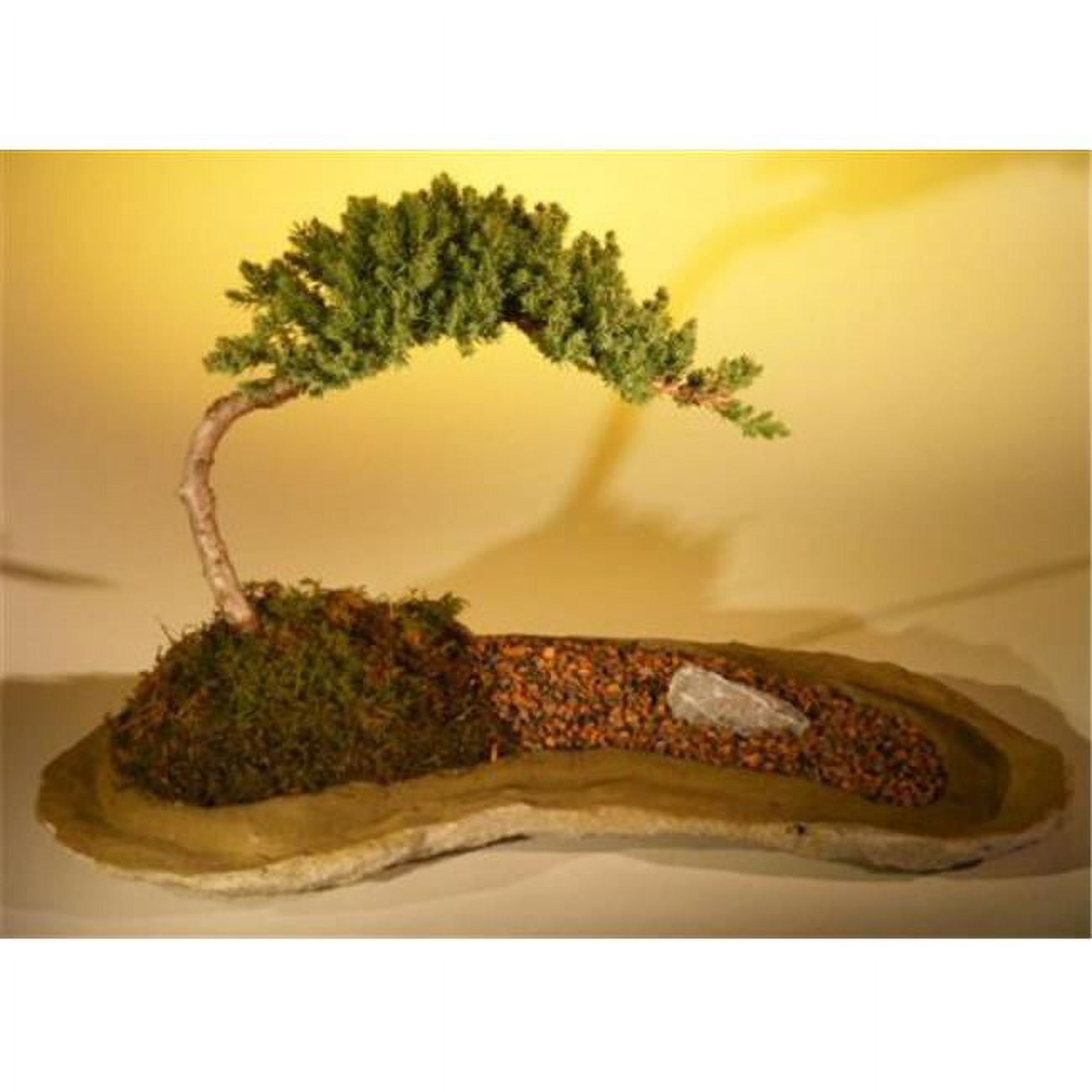 Juniper Procumbens Nana Bonsai on Rock Slab