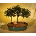 thumbnail image 1 of Bonsai Boy e2292 Flowering Brush Cherry Bonsai Tree - Three Forest Group - Eugenia Myrtifolia, 1 of 1