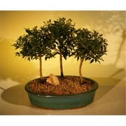 Bonsai Boy e2292 Flowering Brush Cherry Bonsai Tree - Three Forest Group - Eugenia Myrtifolia