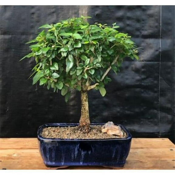 Bonsai Boy e2664 Flowering Parrots Beak Tree - Gmelina Philippensis - Large