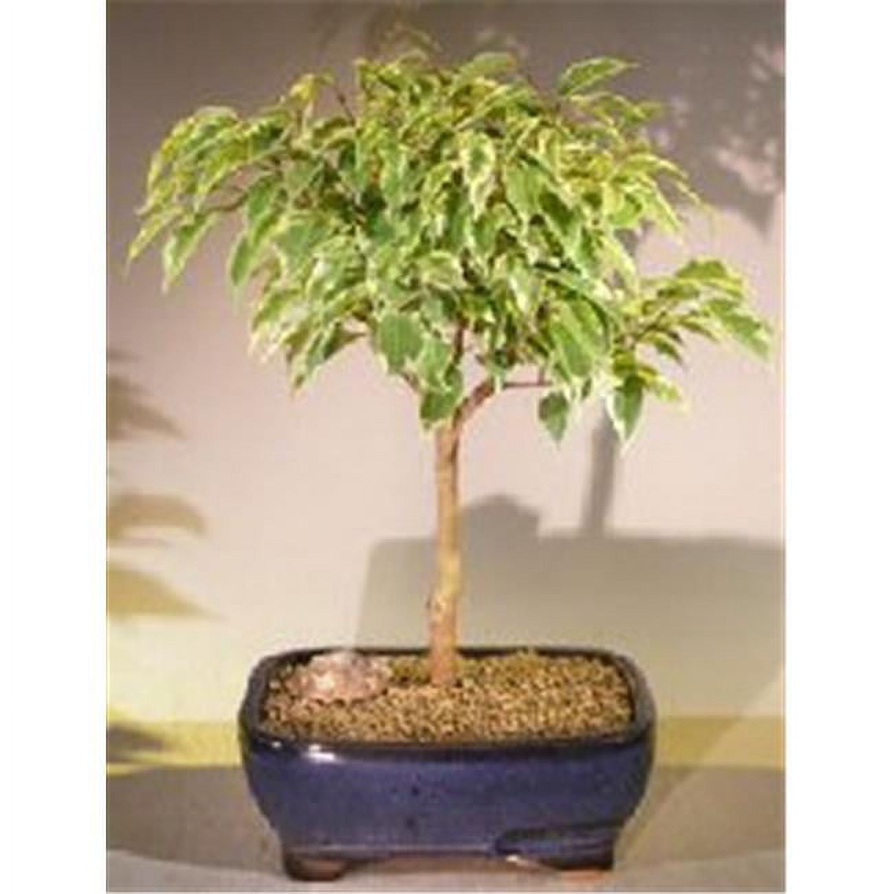 Bonsai Boy e2696 Variegated Ficus Breeze Bonsai Tree - Ficus Benjamina -  Large - Walmart.com